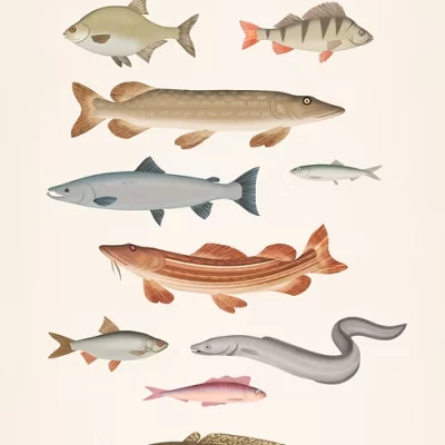 Illustration